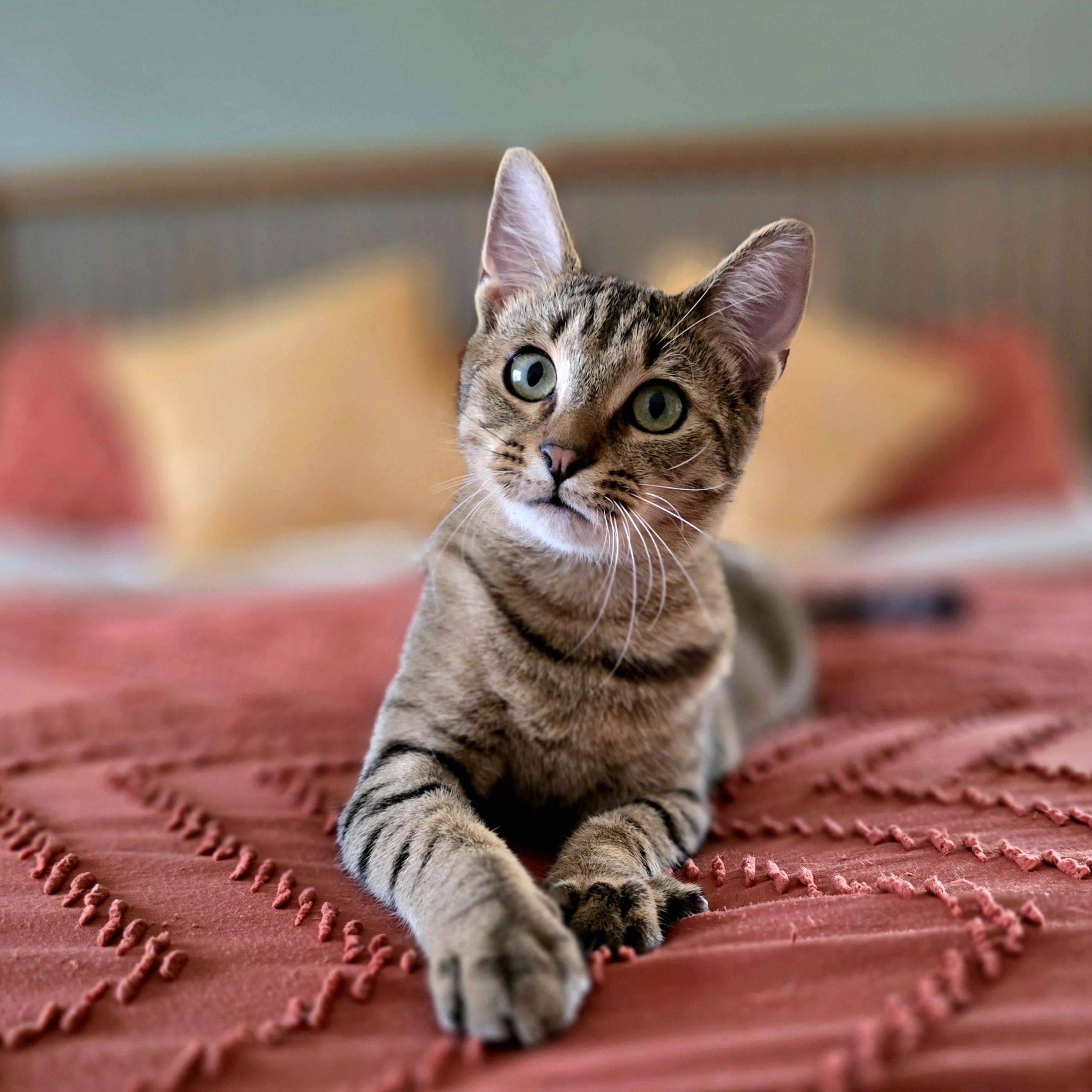 Peppa and Posty, a ADOPTABLE mixed breed in Charlotte, NC image 2/4