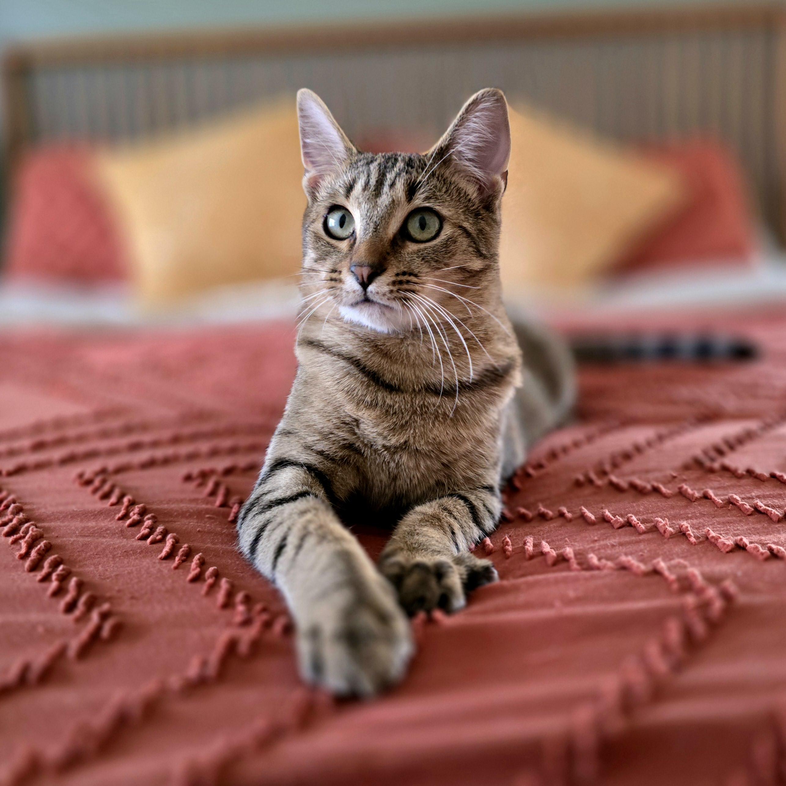 Peppa and Posty, a ADOPTABLE mixed breed in Charlotte, NC image 4/4