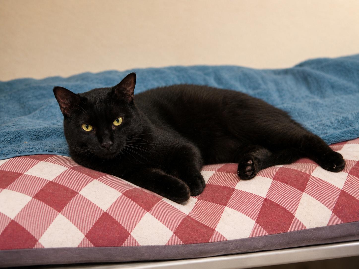Flow, Big Boy!, an adopted mixed breed in Mission Viejo, CA image 2/4