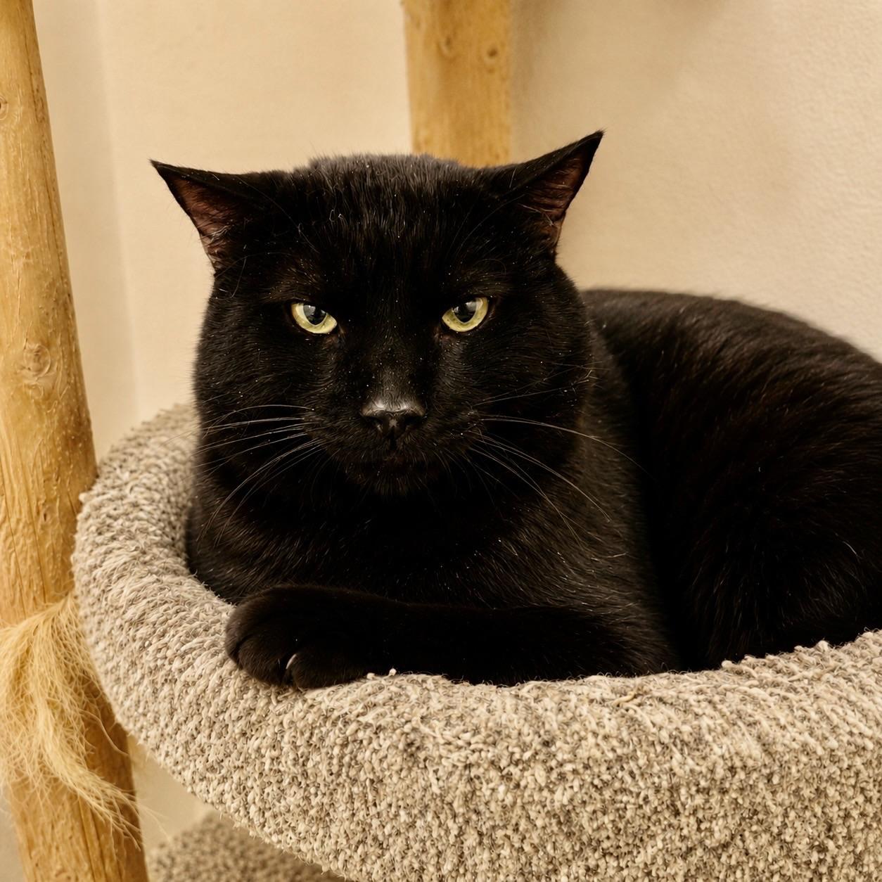 Flow, Big Boy!, an adopted mixed breed in Mission Viejo, CA image 4/4