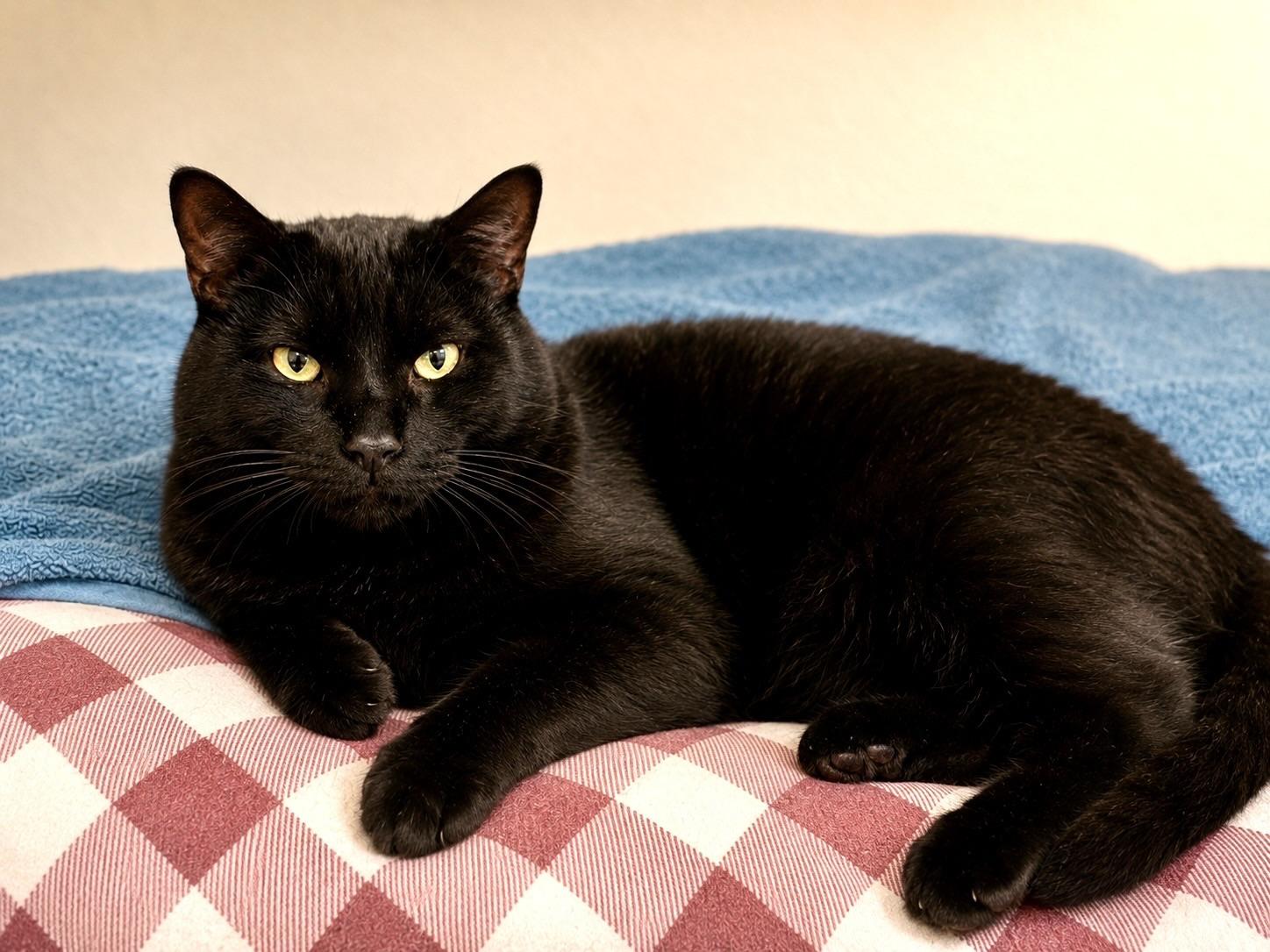 Flow, Big Boy!, adopted, Young Male Bombay & American Shorthair.