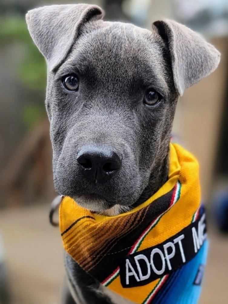Stormy, Adoptable, Puppy Male Blue Lacy.
