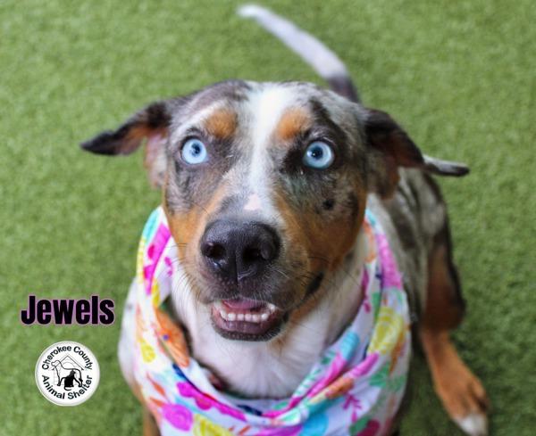 Jewels, Adoptable, Adult Female Catahoula Leopard Dog.