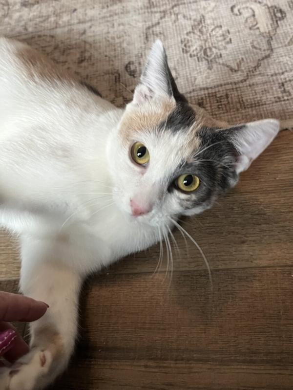DOTTIE, Adoptable, Kitten Female Dilute Calico.