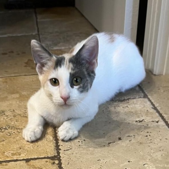 DOTTIE, a ADOPTABLE Dilute Calico in Gurnee, IL image 2/2