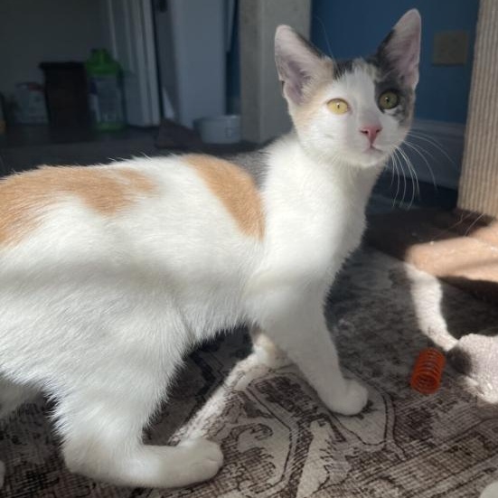DOTTIE, ADOPTABLE, Kitten Female Dilute Calico.