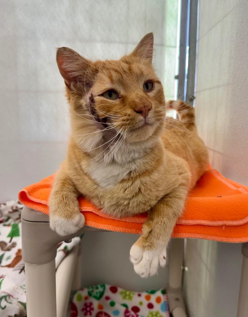 Al Purrcino, Adoptable, Adult Male Domestic Short Hair.
