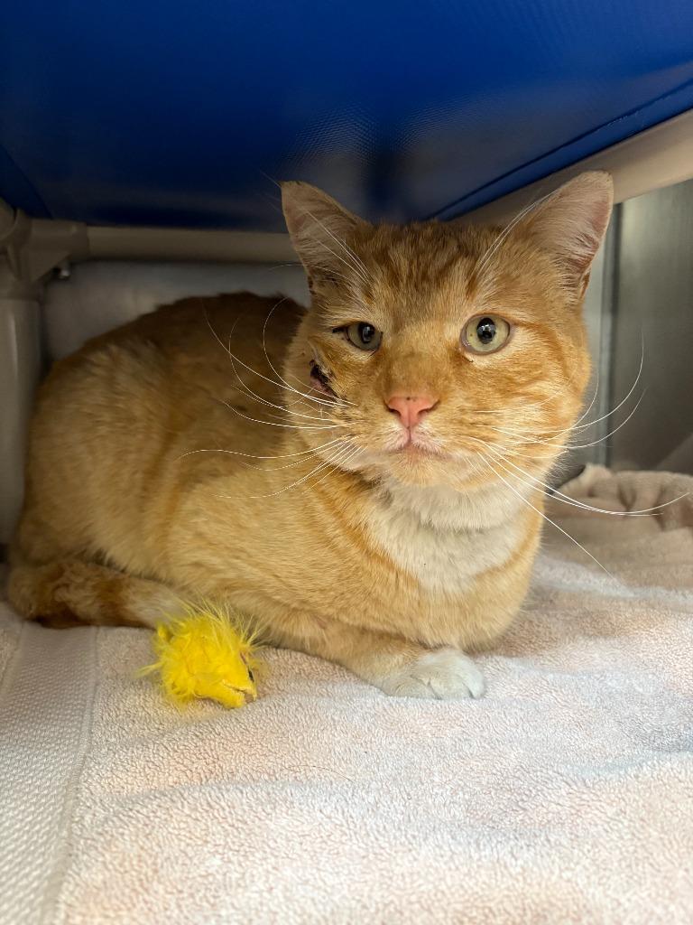 Al Purrcino, a Adoptable mixed breed in Gillette, WY image 3/3