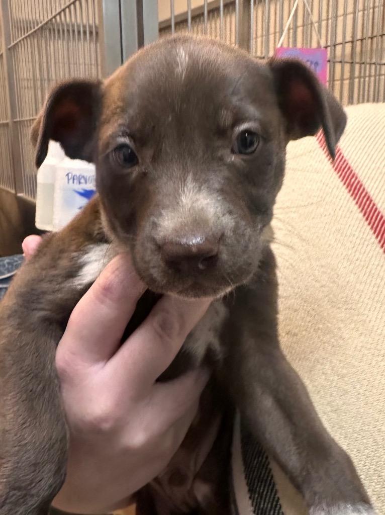 Enlarge North Elm 6/MIKE MYERS, a Adoptable mixed breed in Rome, GA image 1/1