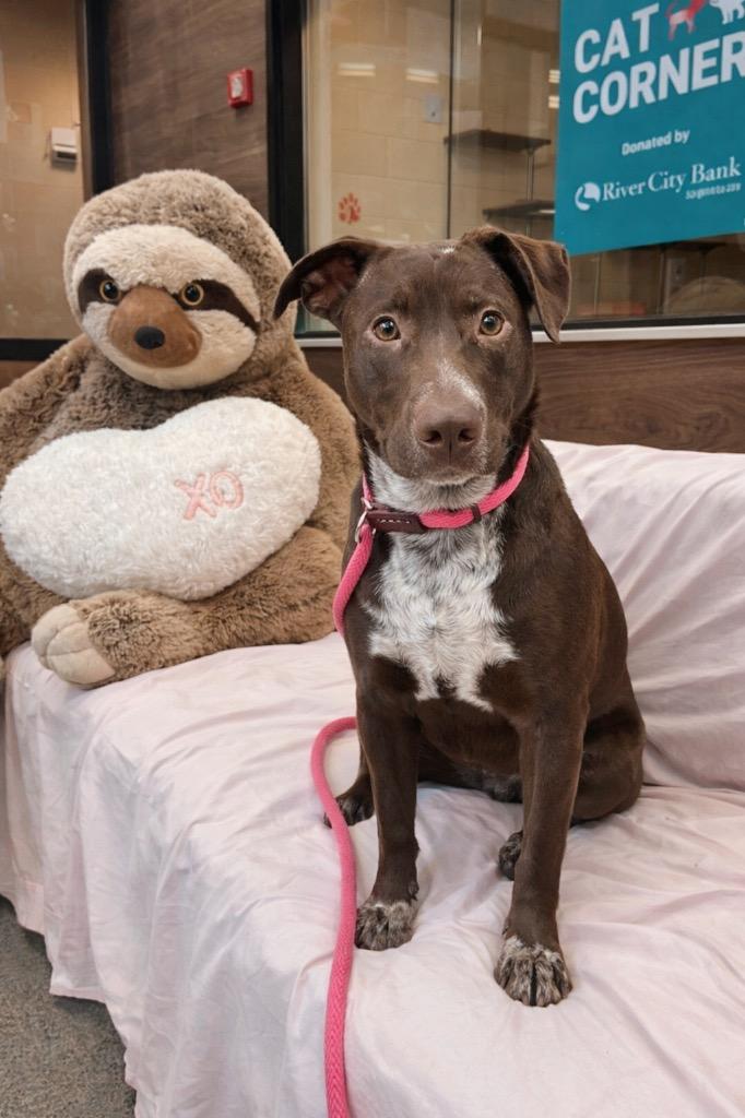 Enlarge North Elm 6/MIKE MYERS, a Adoptable mixed breed in Rome, GA image 1/1