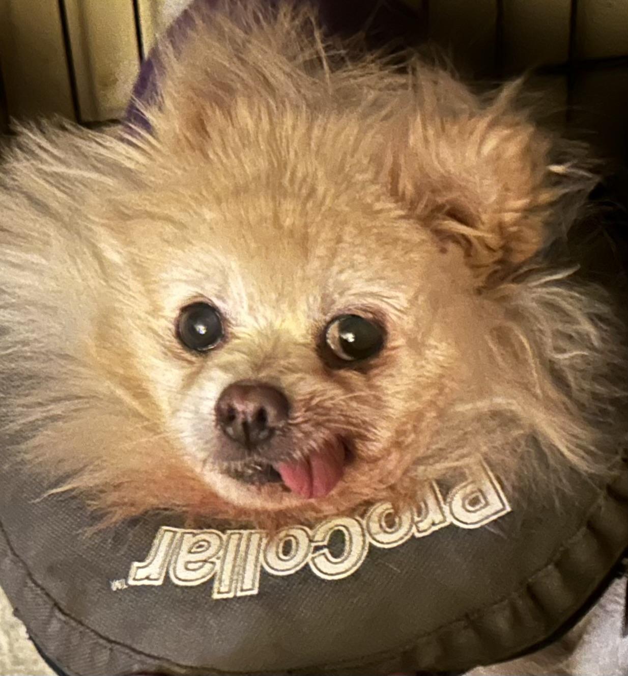 Harriet the Toothless , adopted, Senior Female Pomeranian.