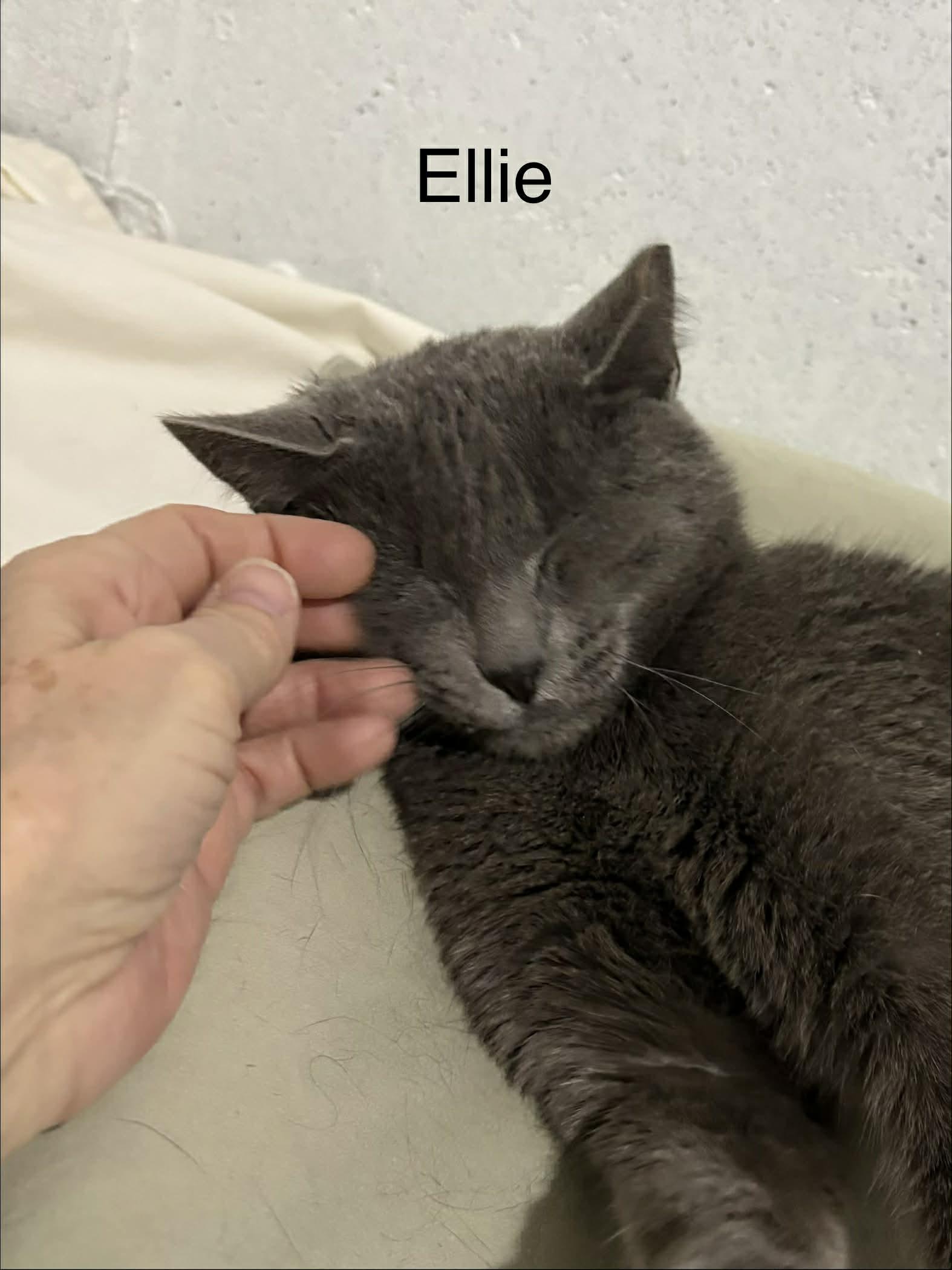 Ellie, adopted, Young Female Domestic Short Hair & Russian Blue.