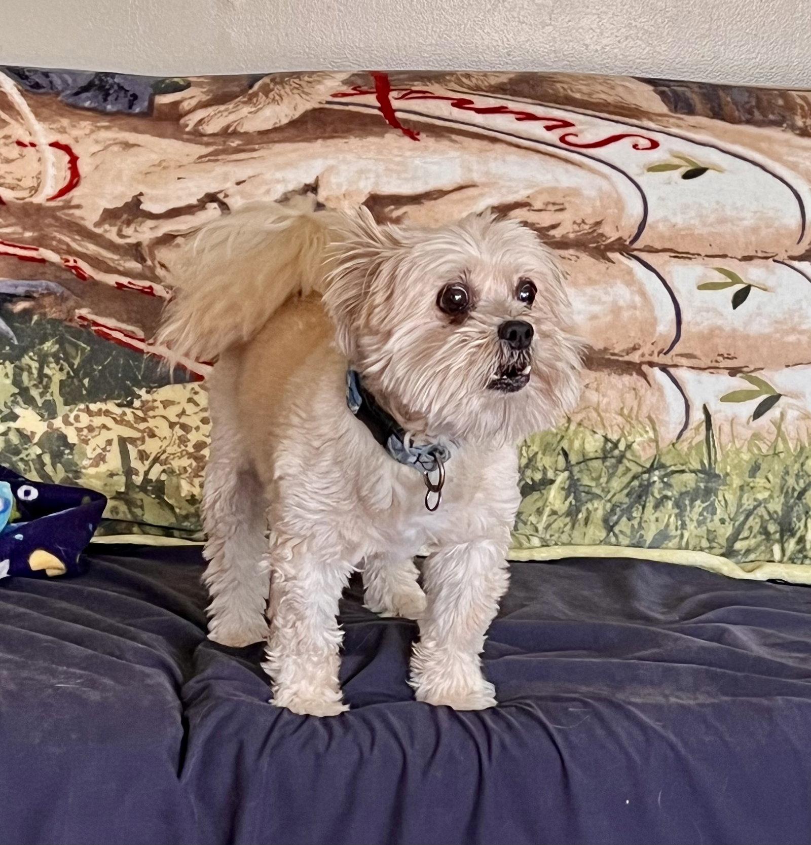 Kirby ♥, Adoptable, Senior Male Shih Tzu.