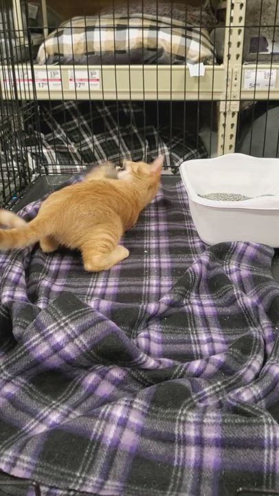 Enlarge Houdini, a Adopted mixed breed in Greensburg, PA video 1/6