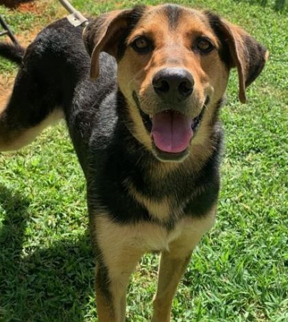 Skip, Adoptable, Young Male Shepherd & Hound.