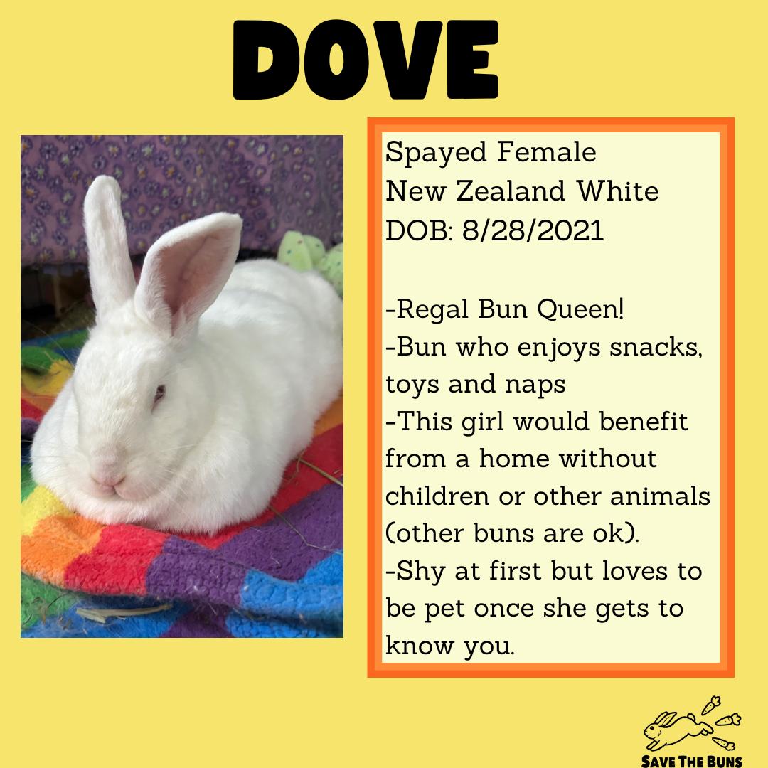 Enlarge Dove, a ADOPTABLE New Zealand in Stafford Springs, CT image 2/2
