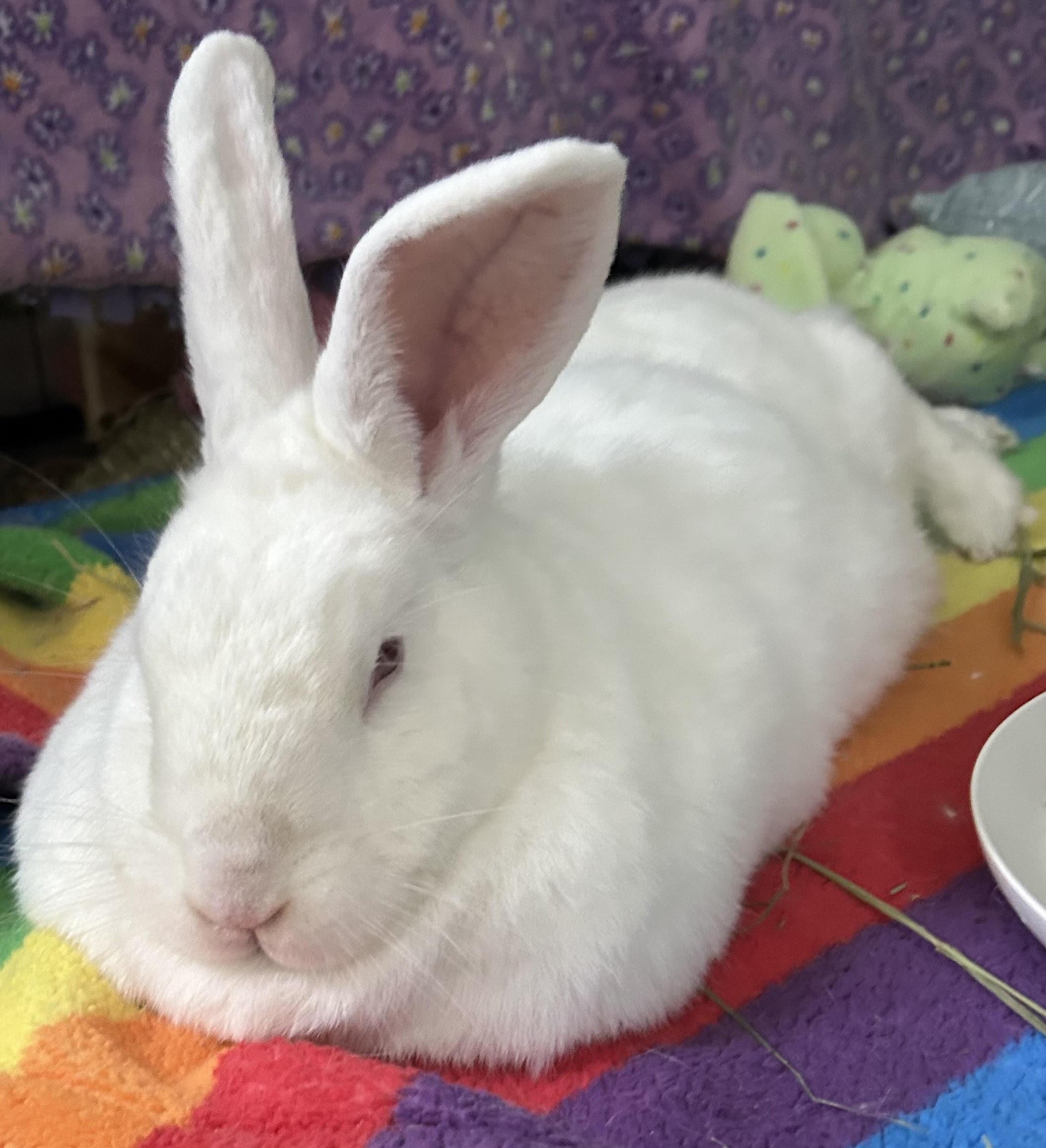 Enlarge Dove, a ADOPTABLE New Zealand in Stafford Springs, CT image 1/2