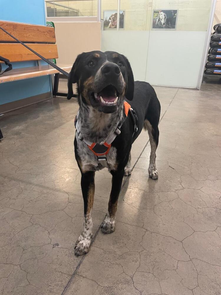 Enlarge Tony, a Adoptable mixed breed in Gig Harbor, WA image 5/5
