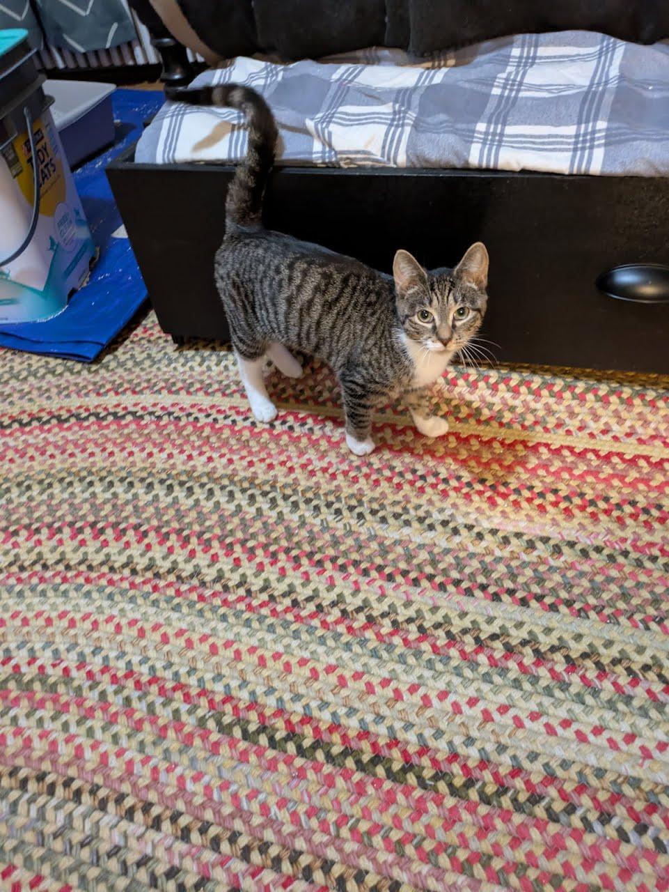 Enlarge Sallie, a Adoptable Domestic Short Hair in Lancaster, PA image 1/1