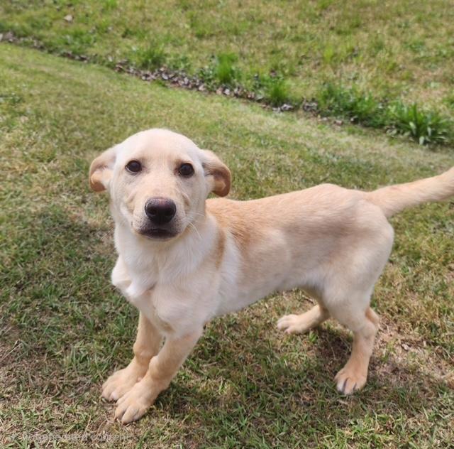 Libby, ADOPTABLE, Puppy Female Golden Retriever.