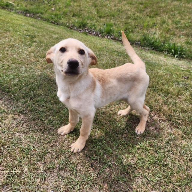 Enlarge Libby, a ADOPTABLE mixed breed in Manhasset, NY image 2/6