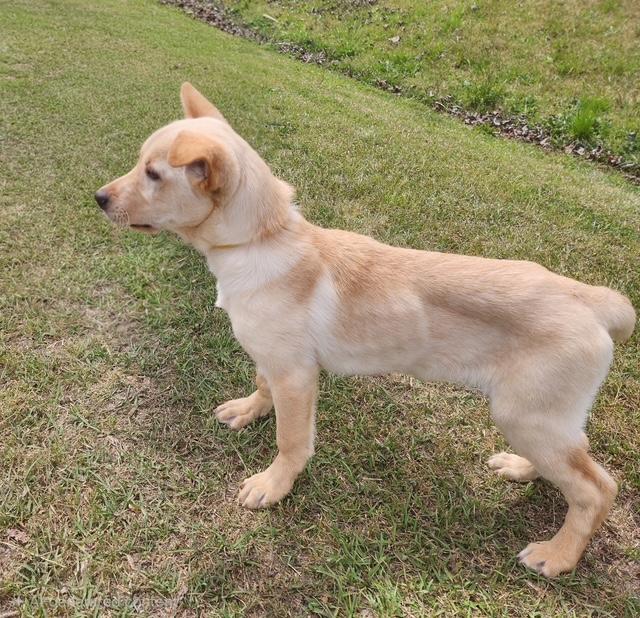 Enlarge Libby, a ADOPTABLE mixed breed in Manhasset, NY image 3/6