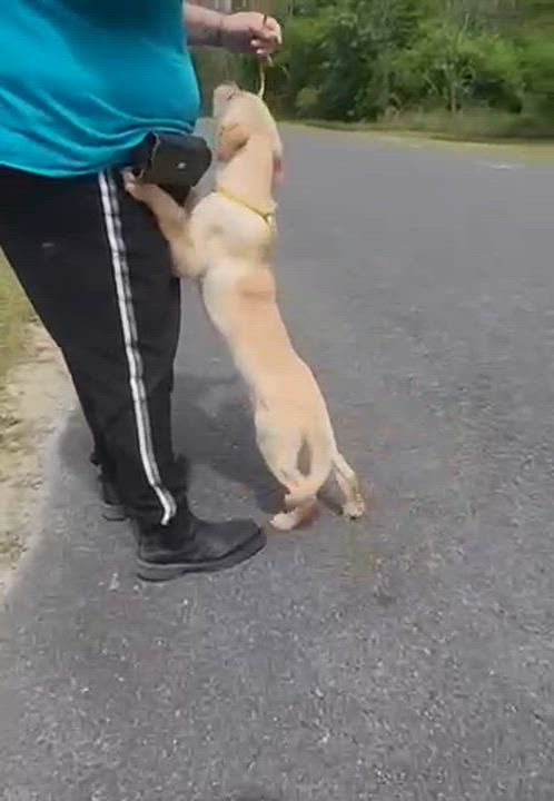 Enlarge Libby, a ADOPTABLE mixed breed in Manhasset, NY video 5/6