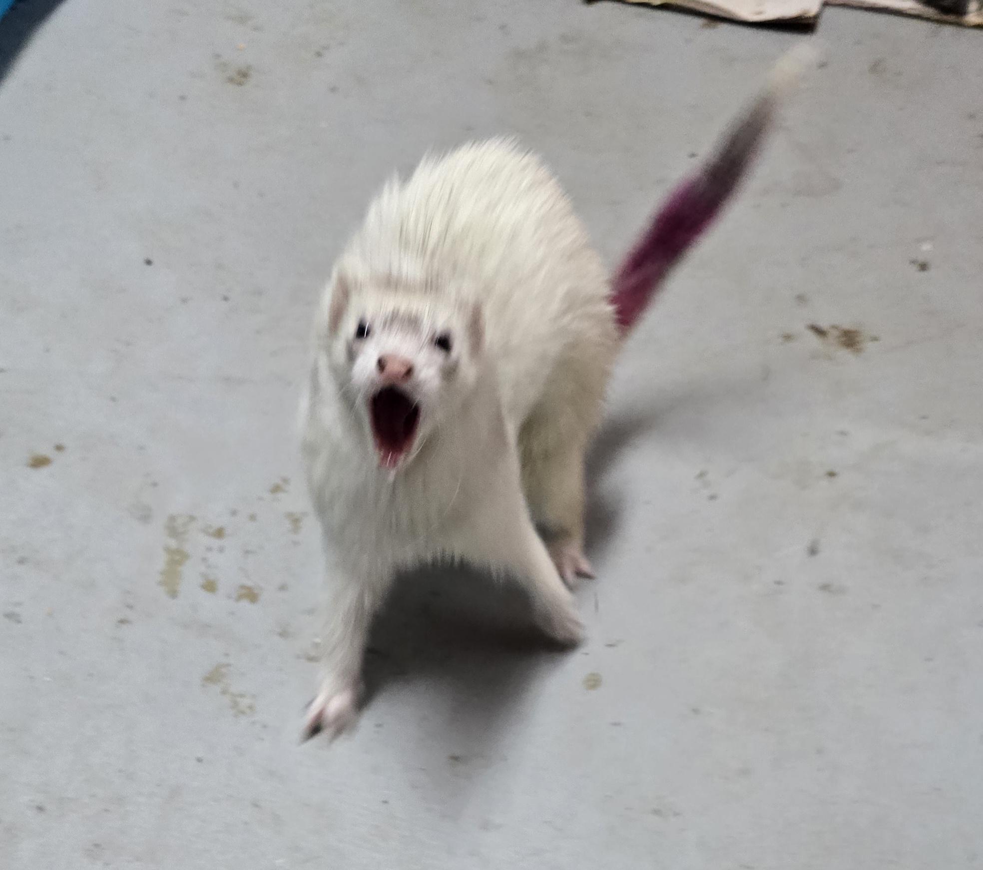 Enlarge Panda Theodore Gemma Winter and Rosemary, a Adoptable Ferret in Randolph, NJ image 1/6