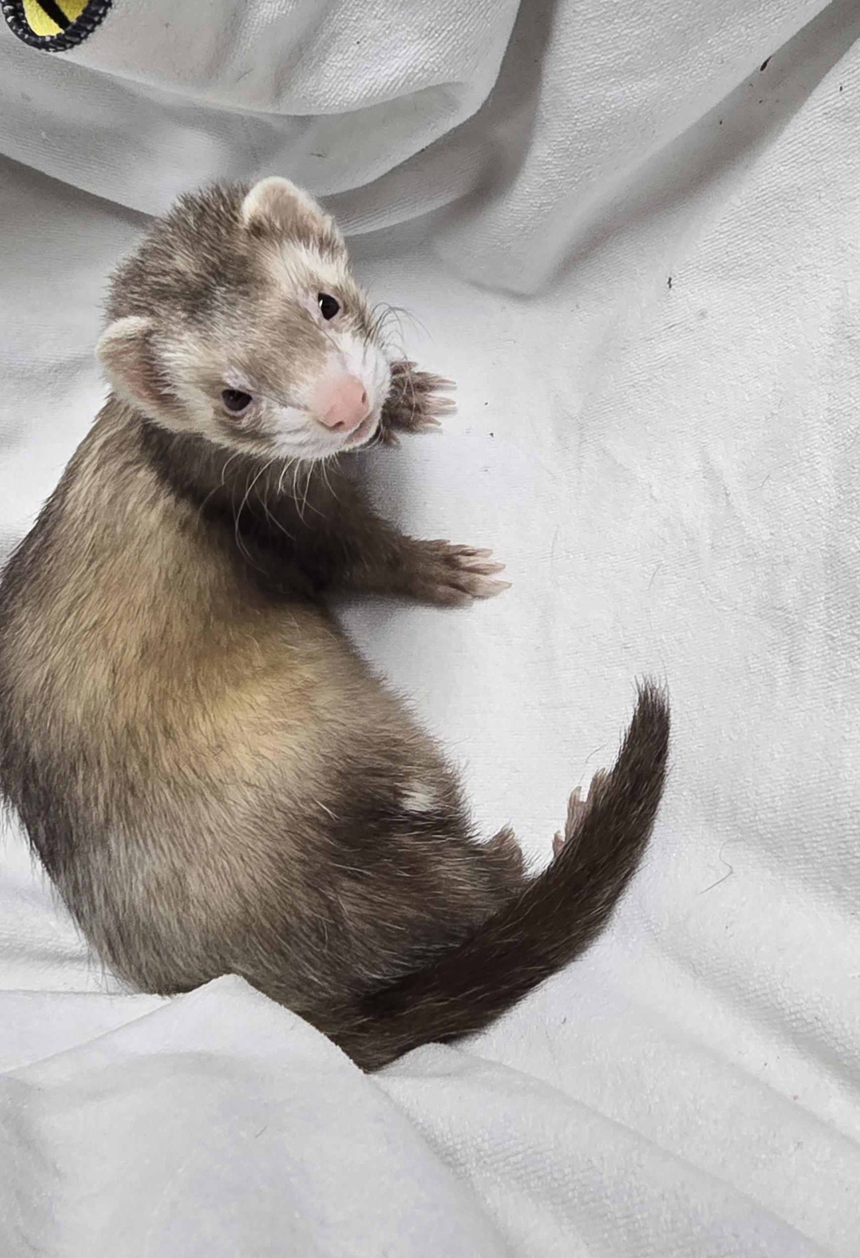 Enlarge Panda Theodore Gemma Winter and Rosemary, a Adoptable Ferret in Randolph, NJ image 2/6