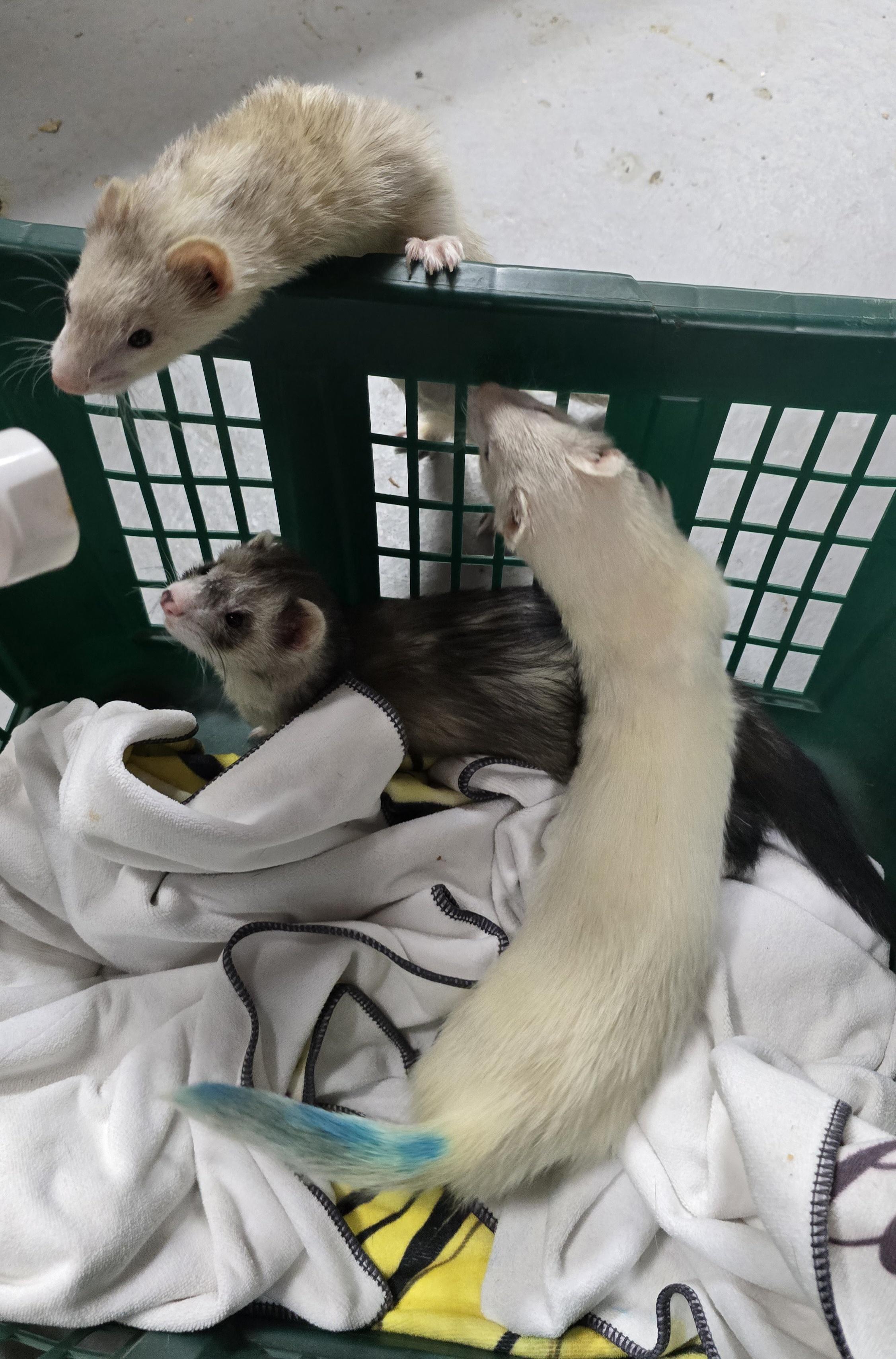 Enlarge Panda Theodore Gemma Winter and Rosemary, a Adoptable Ferret in Randolph, NJ image 3/6