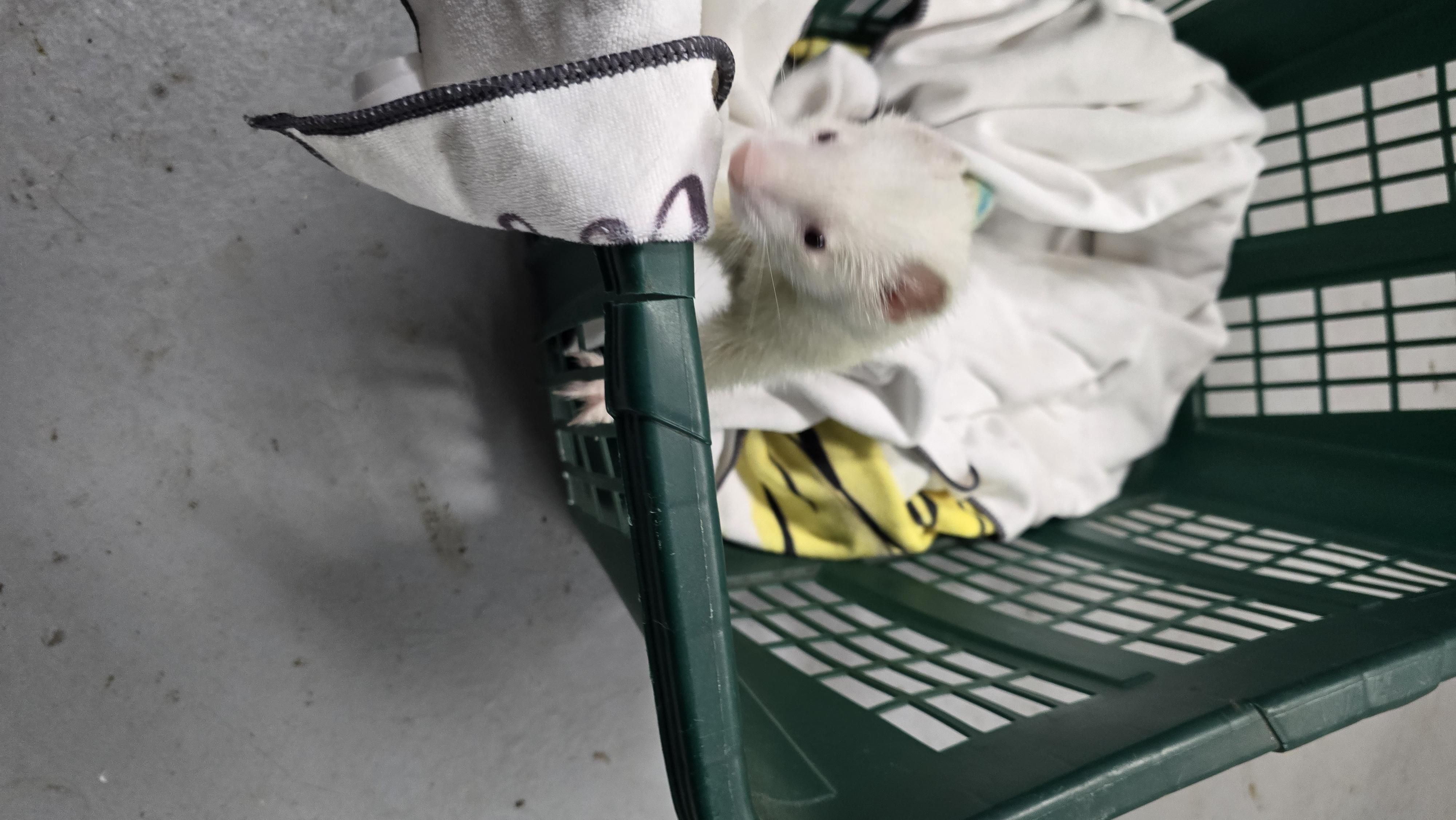 Enlarge Panda Theodore Gemma Winter and Rosemary, a Adoptable Ferret in Randolph, NJ image 4/6