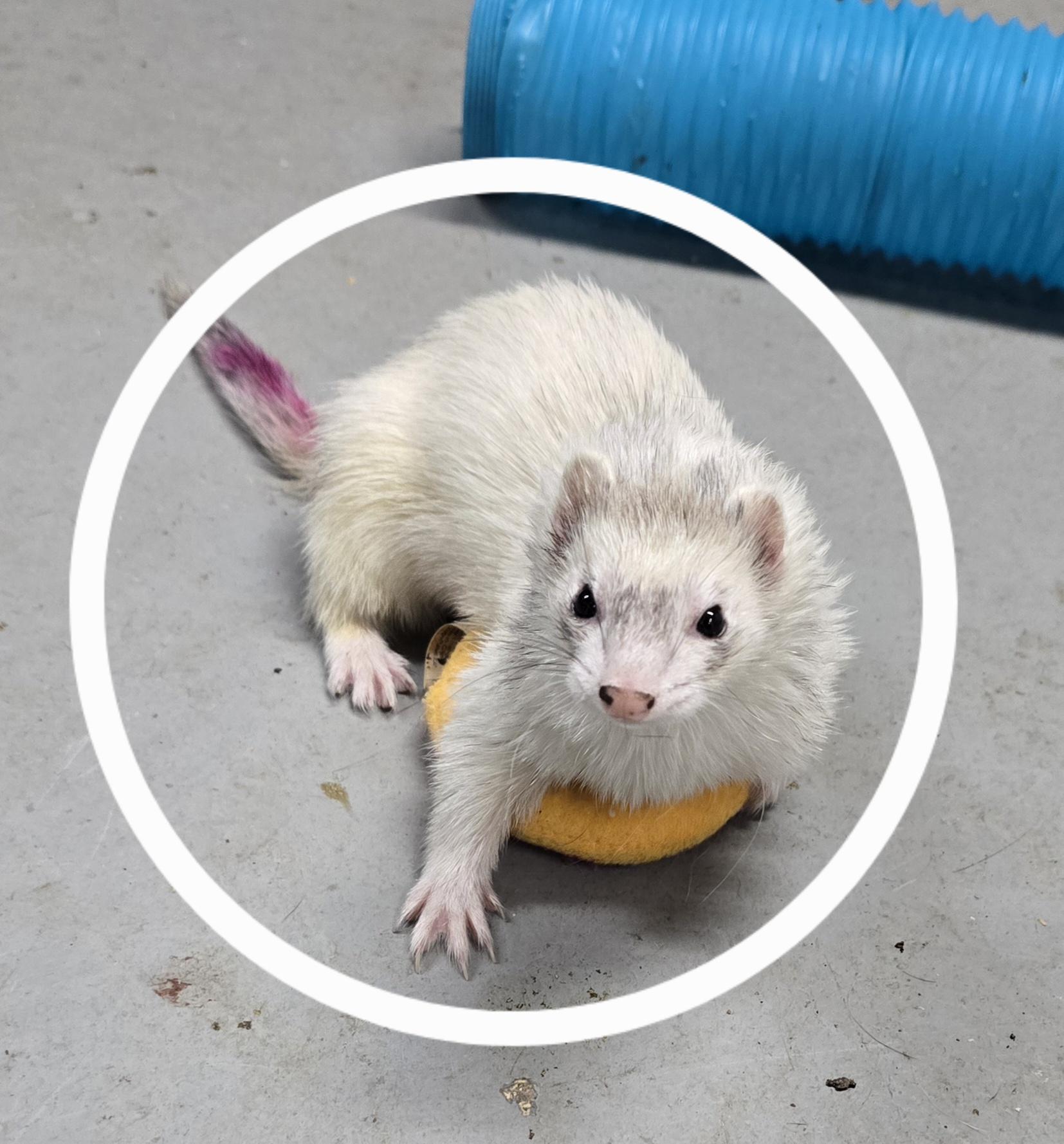 Enlarge Panda Theodore Gemma Winter and Rosemary, a Adoptable Ferret in Randolph, NJ image 5/6