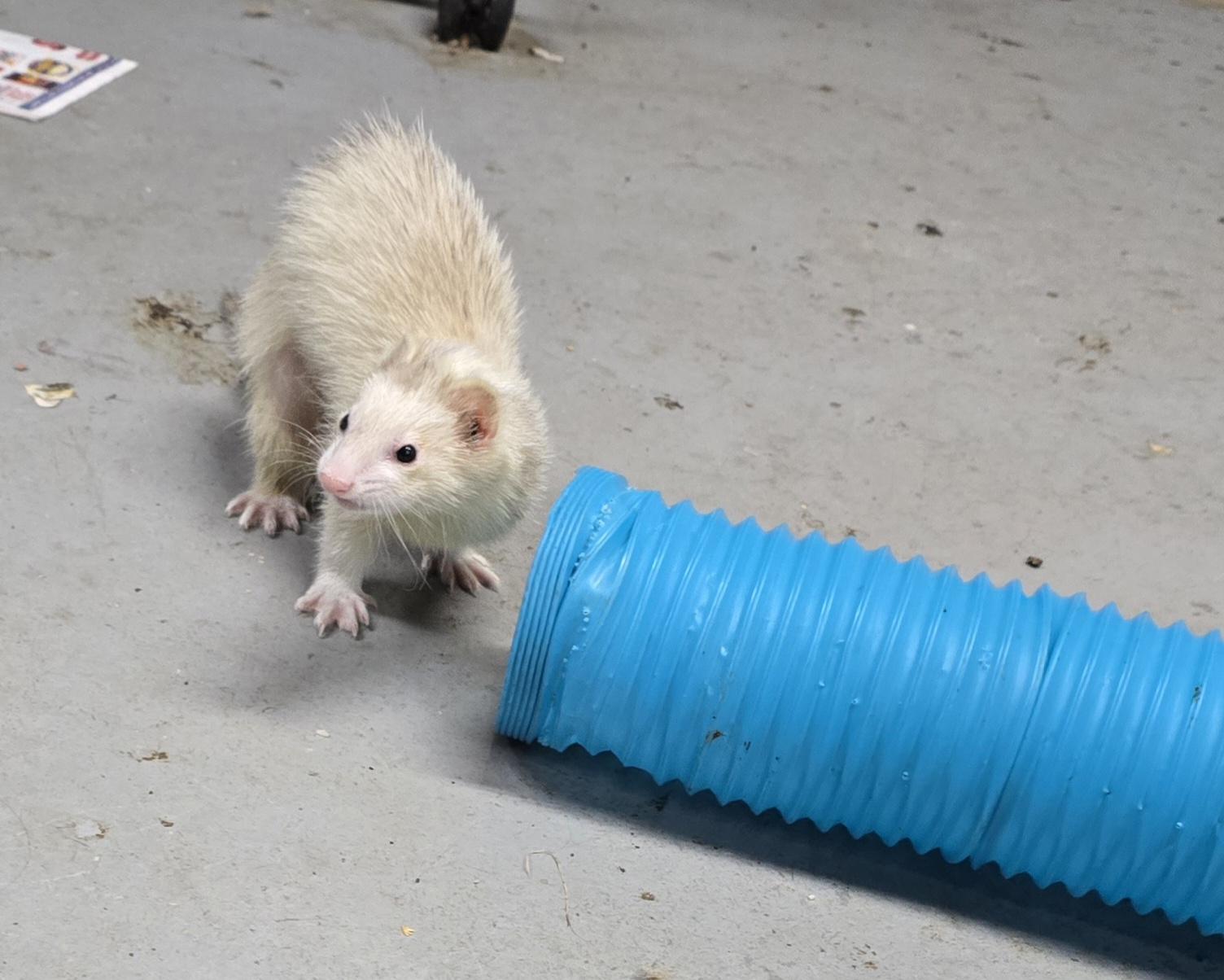 Enlarge Panda Theodore Gemma Winter and Rosemary, a Adoptable Ferret in Randolph, NJ image 6/6