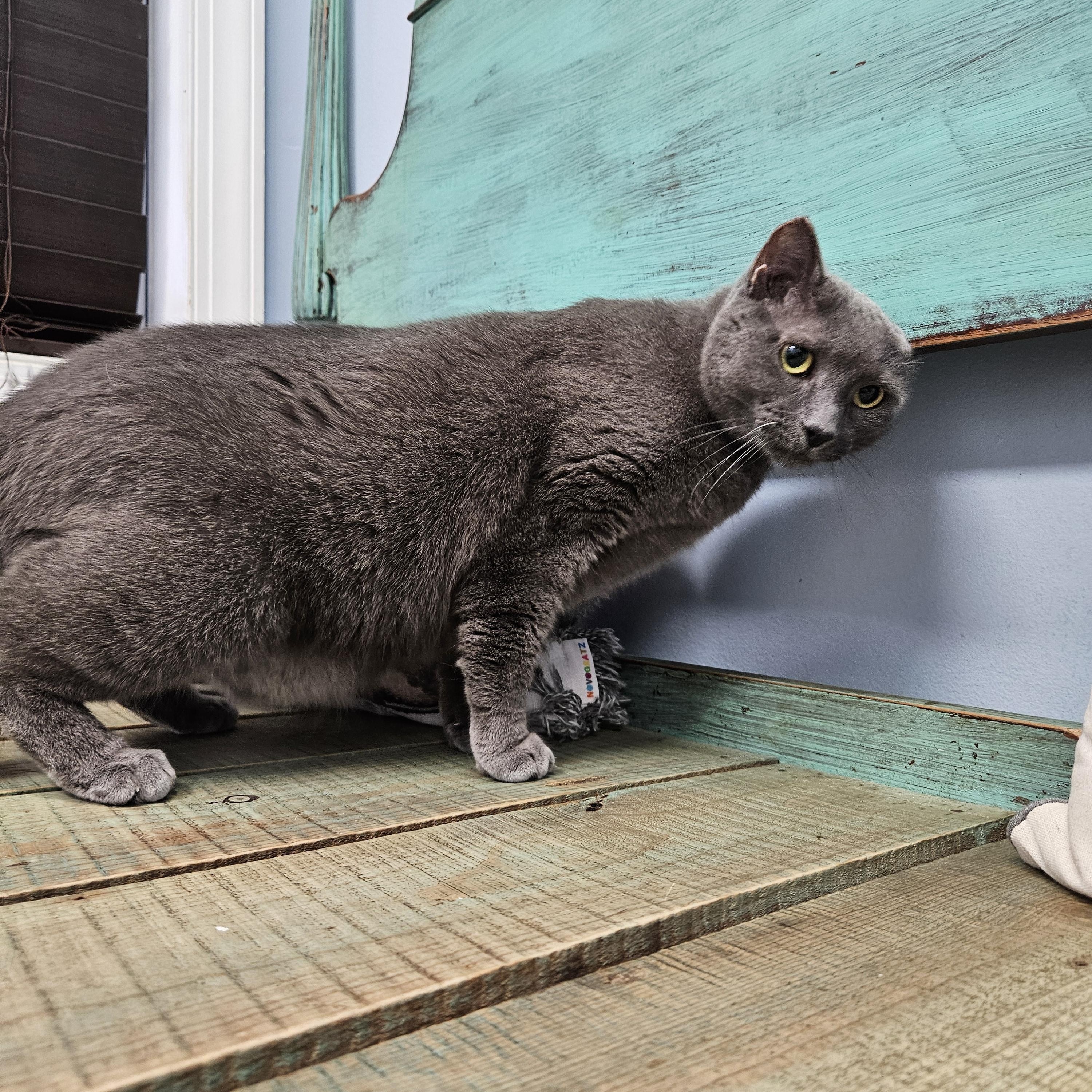 Baby Kitty, an adoptable Domestic Short Hair in Decatur, AL, 35603 | Photo Image 3