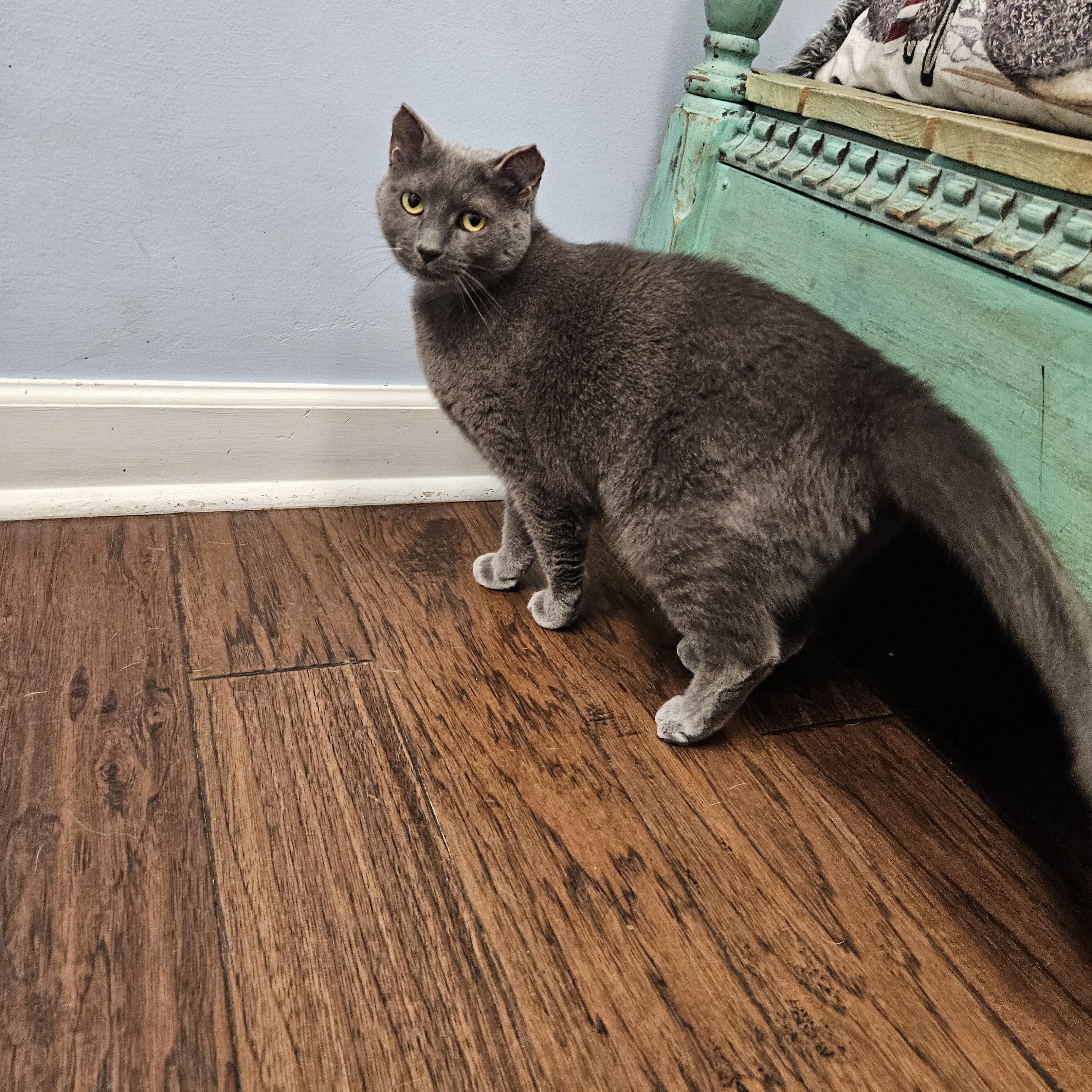 Baby Kitty photo 5