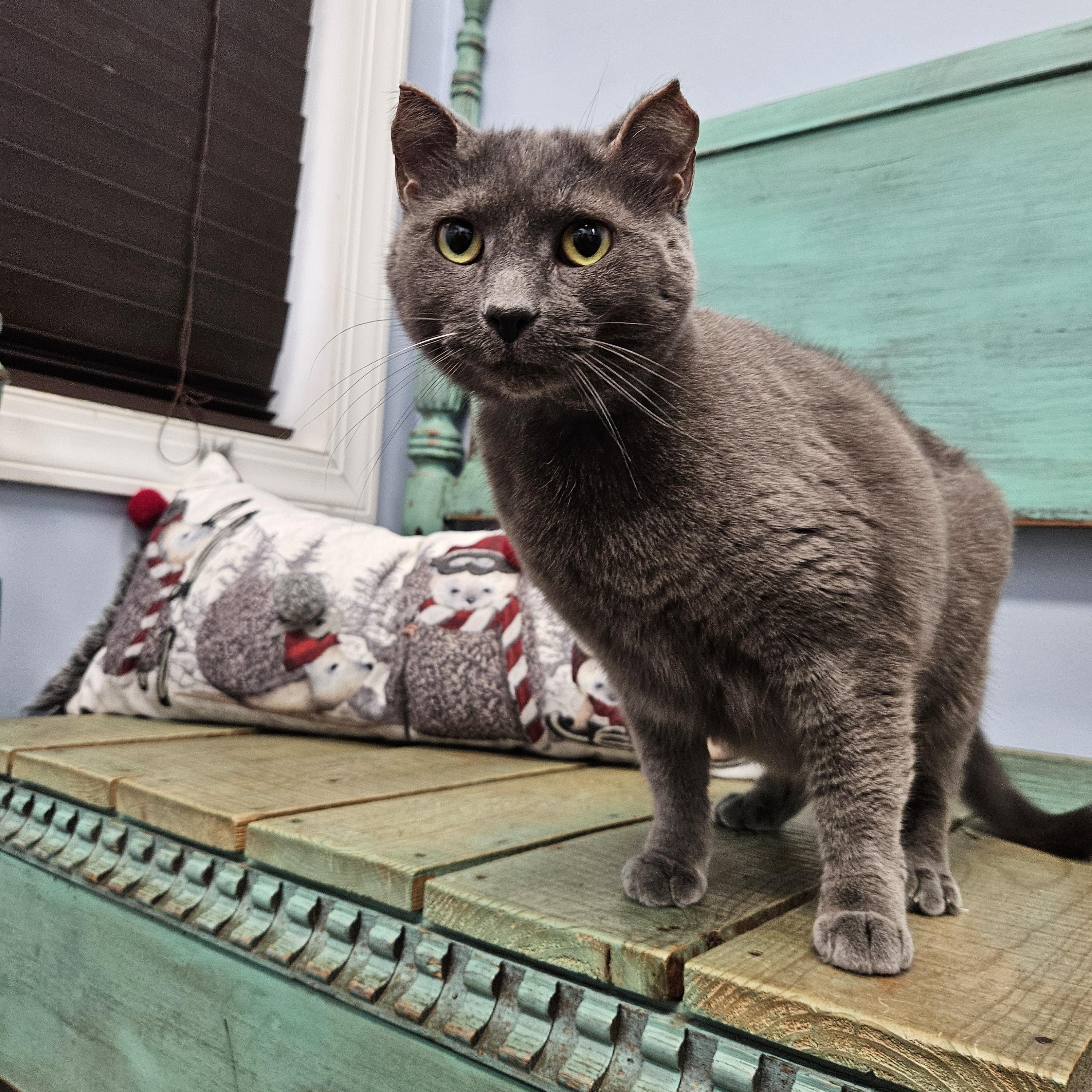 Baby Kitty, an adoptable Domestic Short Hair in Decatur, AL, 35603 | Photo Image 2