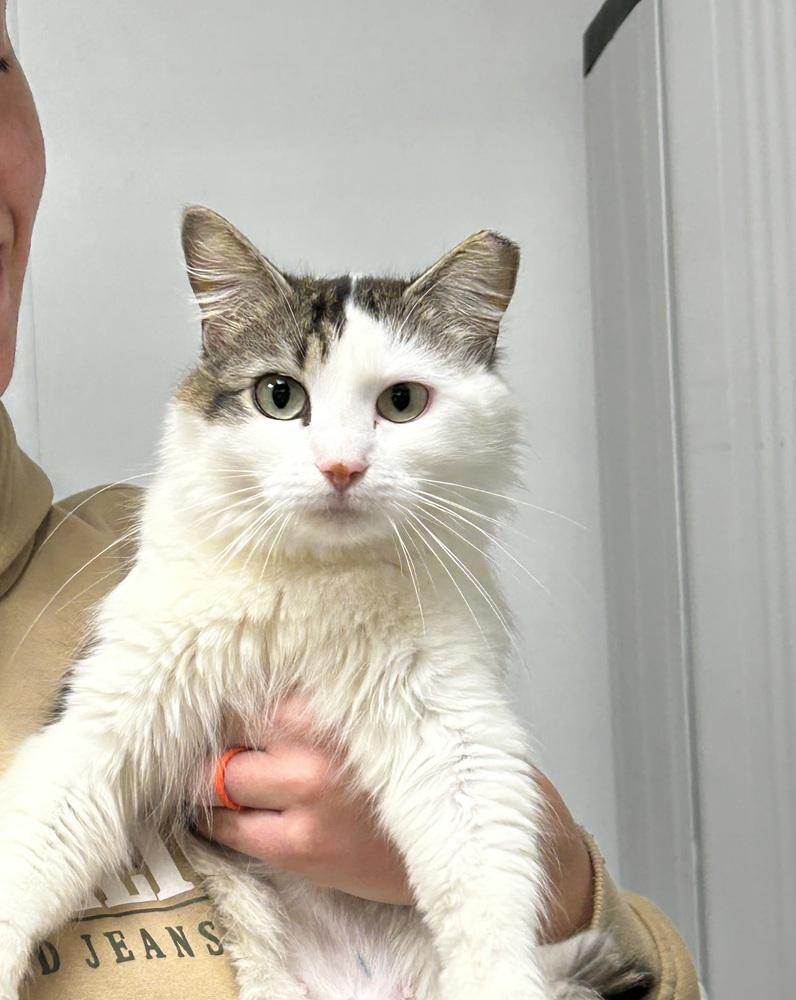 Veronica, a Adoptable Domestic Medium Hair in East hartford, CT image 1/2