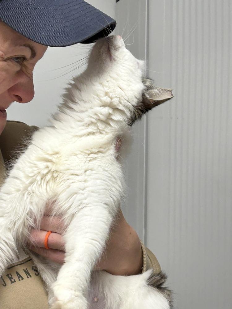 Veronica, a Adoptable Domestic Medium Hair in East hartford, CT image 2/2