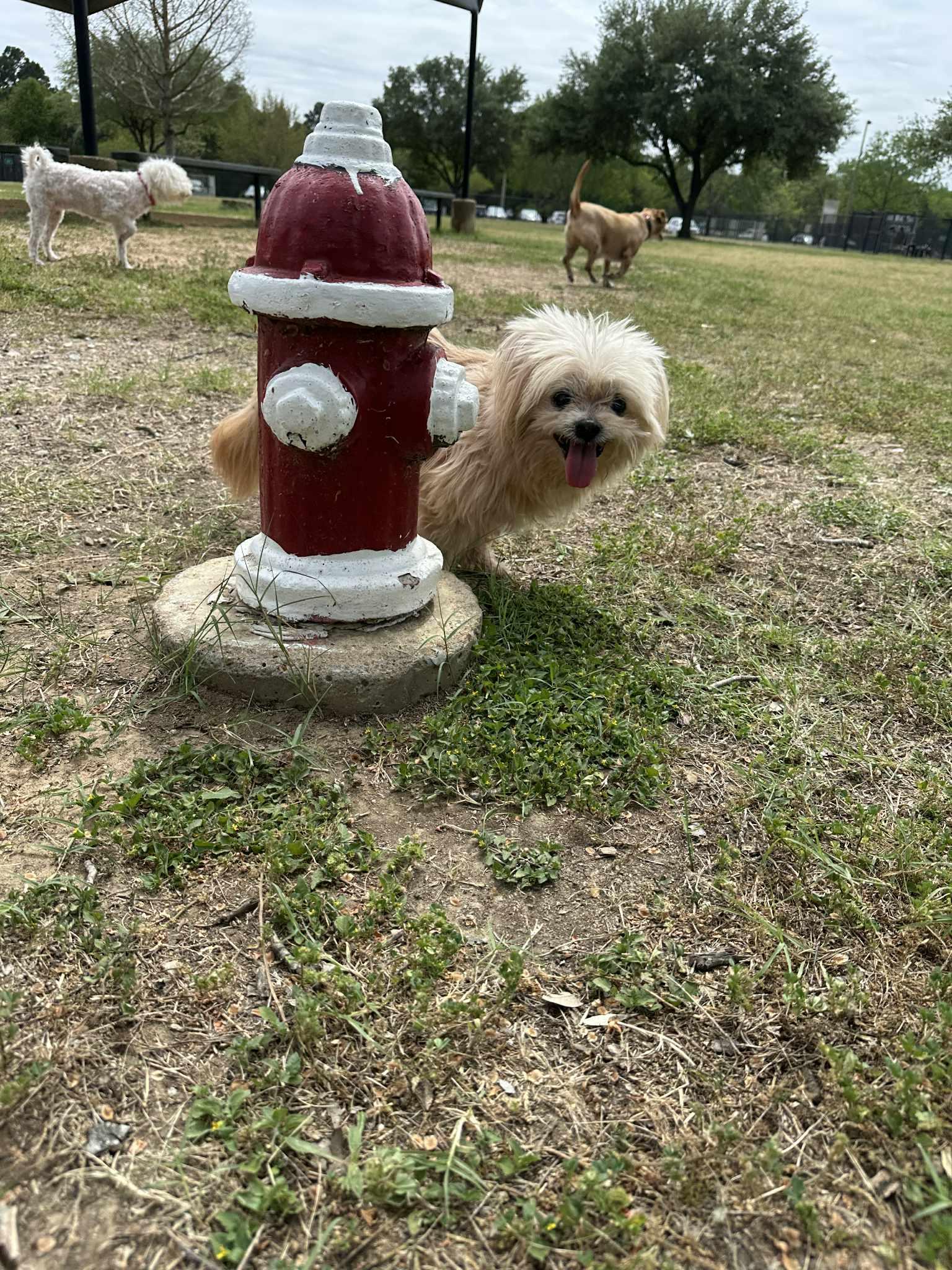 Enlarge Sylvester , a ADOPTABLE mixed breed in Spring, TX image 2/4