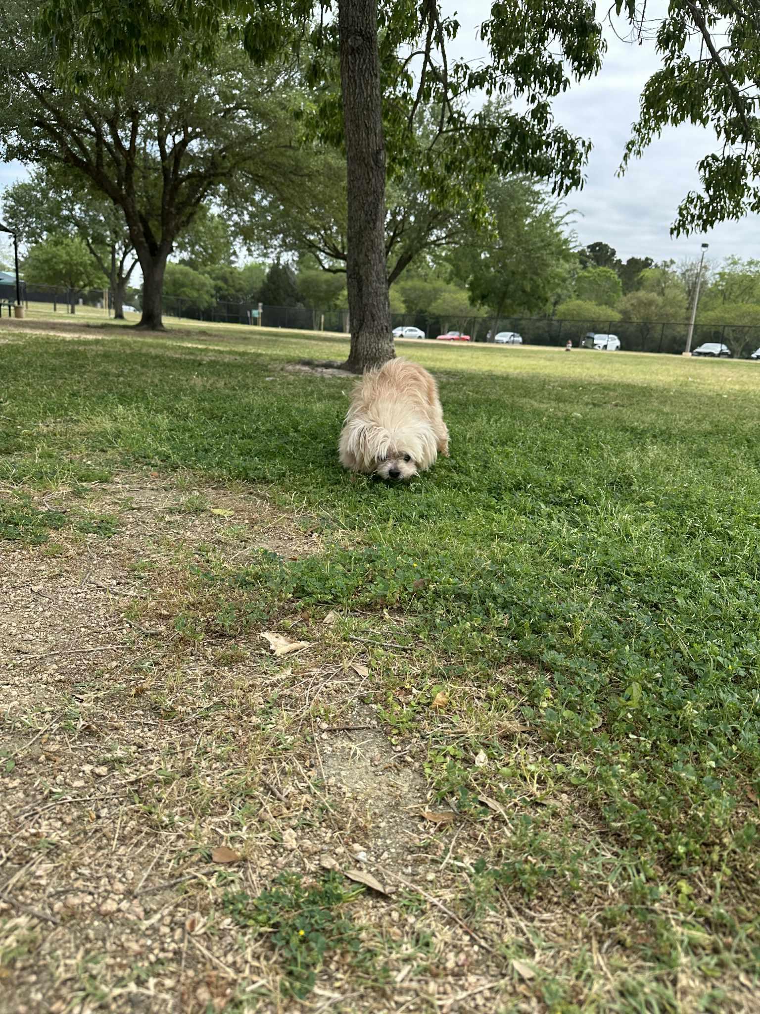 Enlarge Sylvester , a ADOPTABLE mixed breed in Spring, TX image 4/4