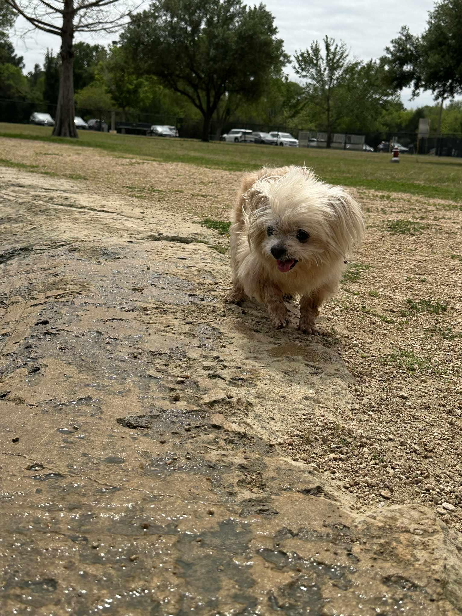 Enlarge Sylvester , a ADOPTABLE mixed breed in Spring, TX image 3/4