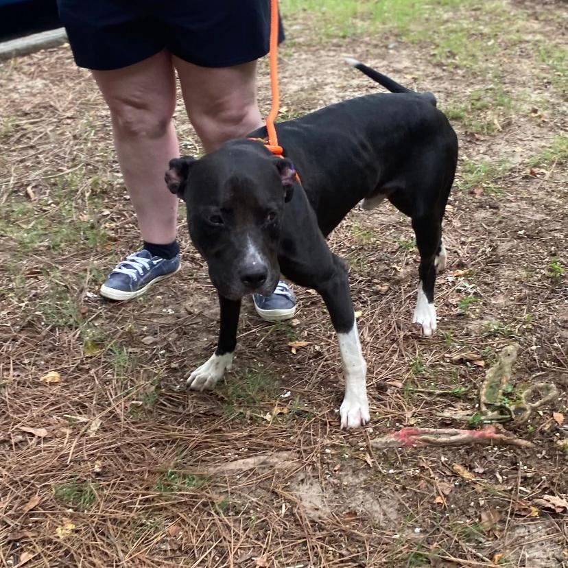 Blythe 3113, Adoptable, Adult Male Mixed Breed.