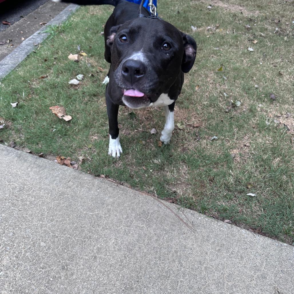 Enlarge Blythe 3113, a Adoptable Mixed Breed in Columbus, GA image 2/6