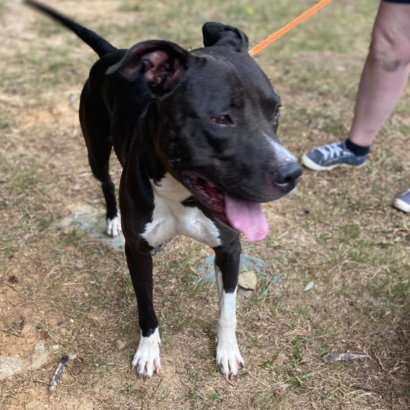 Enlarge Blythe 3113, a Adoptable Mixed Breed in Columbus, GA image 3/6