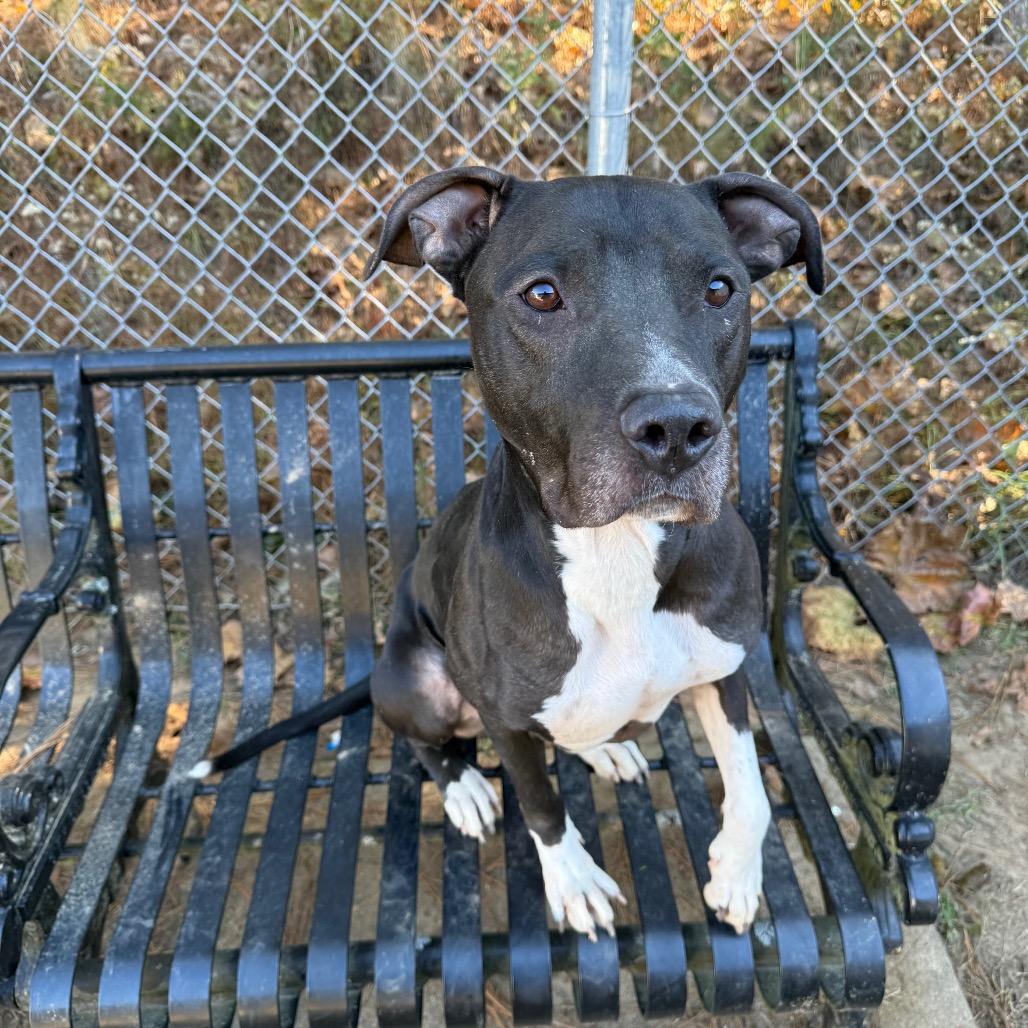 Enlarge Blythe 3113, a Adoptable Mixed Breed in Columbus, GA image 4/6