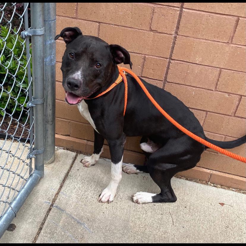 Enlarge Blythe 3113, a Adoptable Mixed Breed in Columbus, GA image 5/6