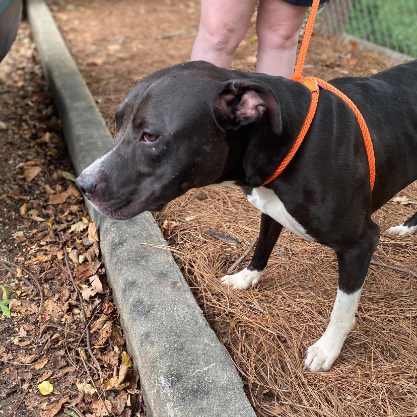 Enlarge Blythe 3113, a Adoptable Mixed Breed in Columbus, GA image 6/6