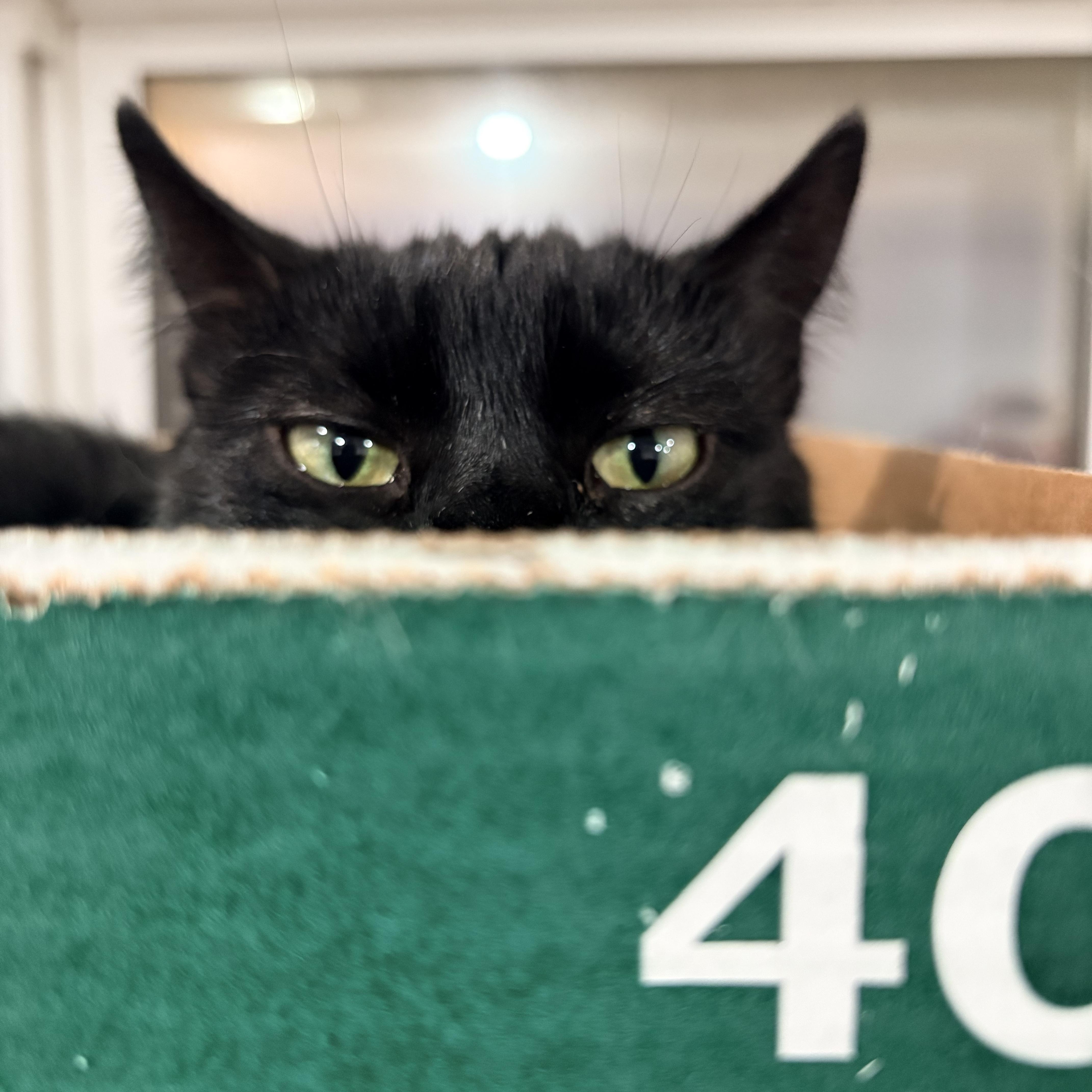 Enlarge Blossom, a Adoptable Domestic Short Hair in North Huntingdon, PA image 1/6