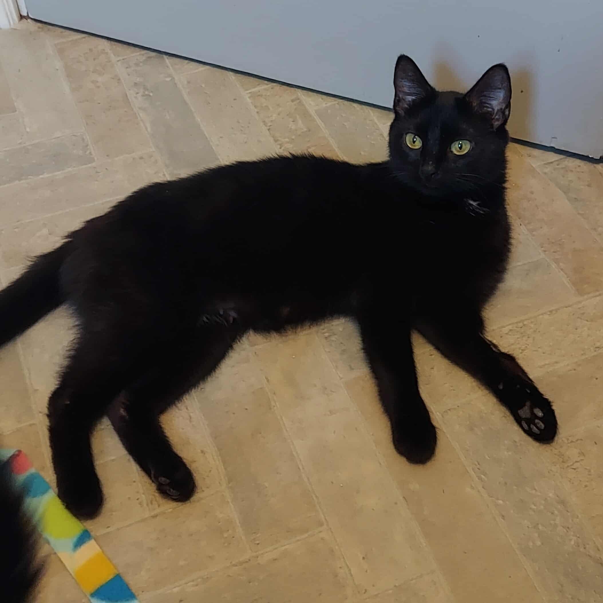 Blossom, a Adoptable Domestic Short Hair in North Huntingdon, PA image 2/4