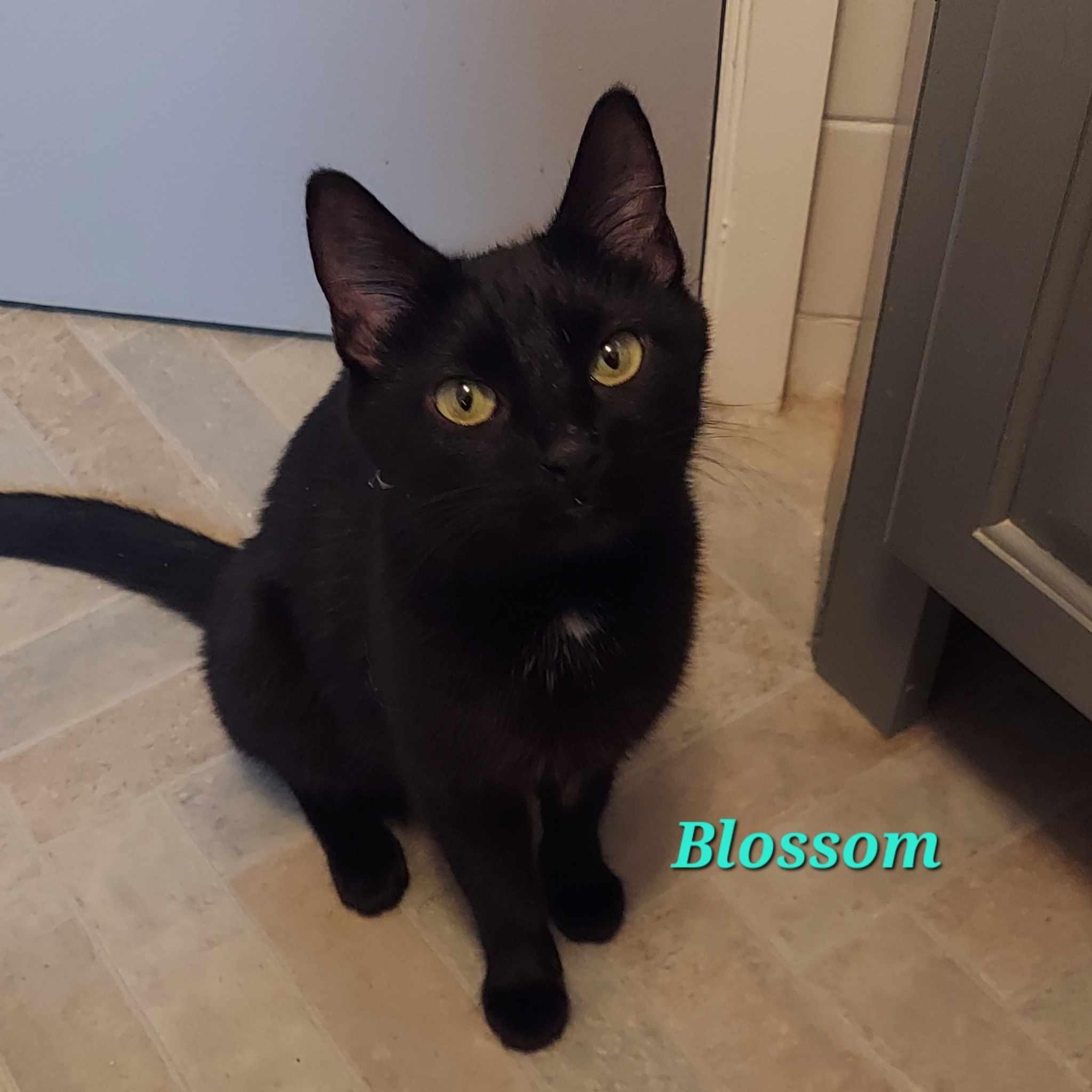 Blossom, a Adoptable Domestic Short Hair in North Huntingdon, PA image 3/4